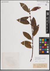 Foto von Salix eriocephala var. mackenzieana (Hook.) Dorn